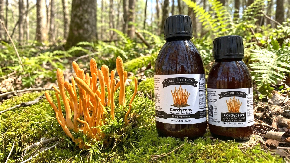 Cordyceps Mushroom Dual Extract
