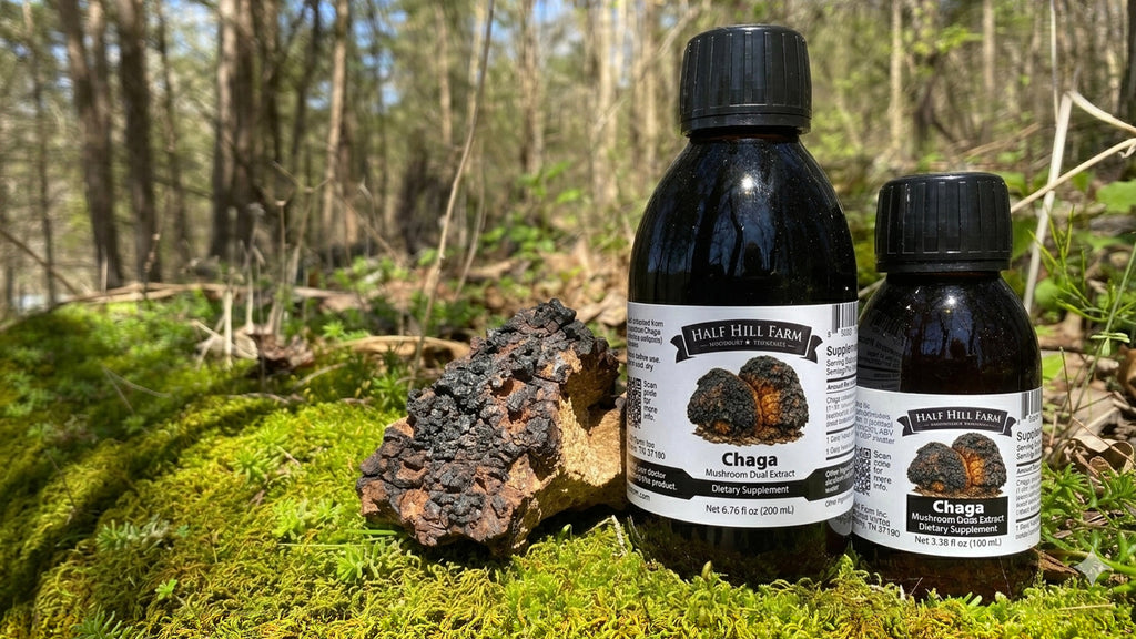 Chaga Mushroom Dual Extract